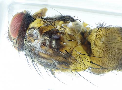Phaonia subventa